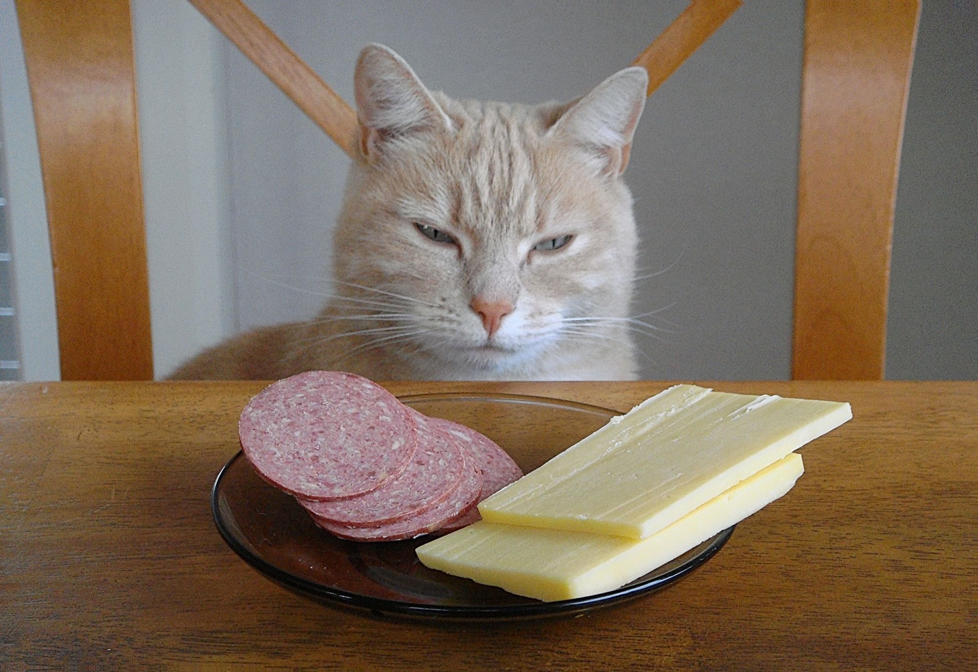 Можно давать котам сыр. Колбаса для кошек. Кот с колбасой. Кот бутерброд. Котик с едой.