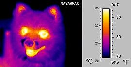 270px-Infrared dog.jpg
