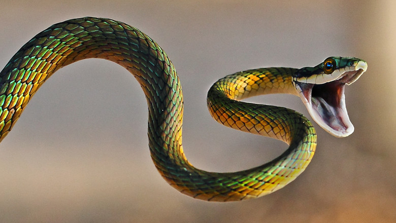 Змея.jpg