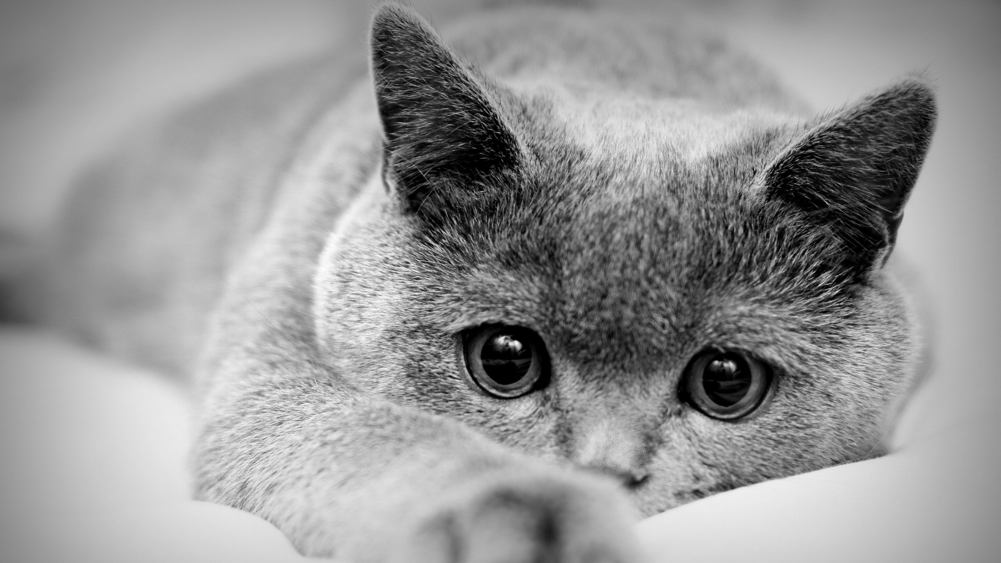 Картинки очень. Красивые черно белые картинки. Красивая картинка чеонобел. Грустная кошка. Скучающий кот.