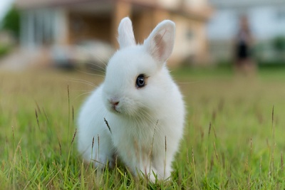 Кролик катя.jpg