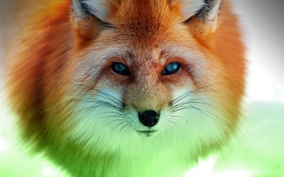 FOX1ABUBAKAR.jpg