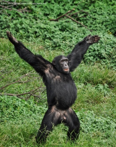 Шимпанзе Никита.jpg