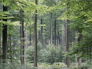 Картинка леса валеры.jpg