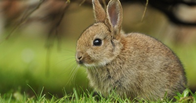 Кролик Ксения.jpg