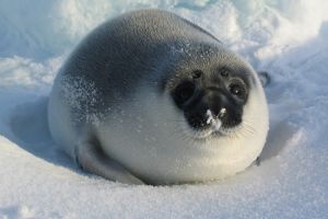 44861ff543f6a8007b0330161800069c XL.jpg