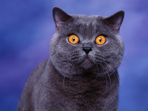 Котик серый.jpg
