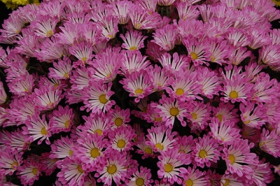 Chrysanthemum by Pigsonthewing.jpg
