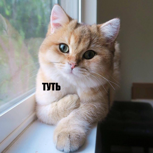 Кот Симоновой Ариадны.jpg