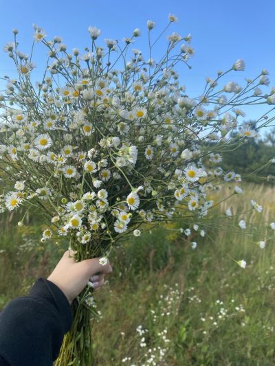 Ромашки.jpg