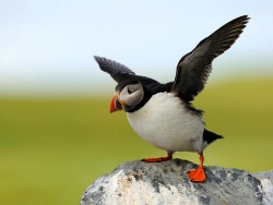 Puffins-images-1024x768.jpg
