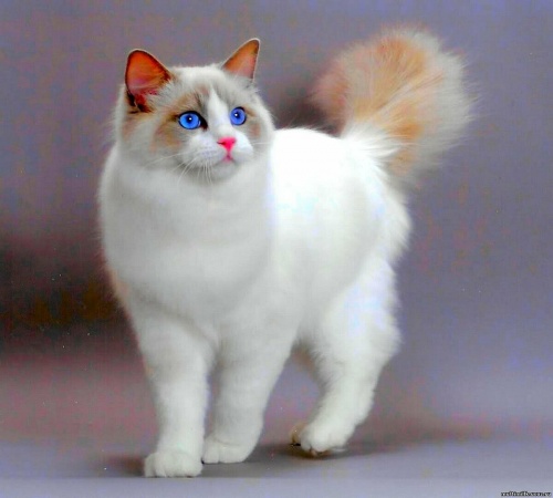 Кошка Мазиной.jpg