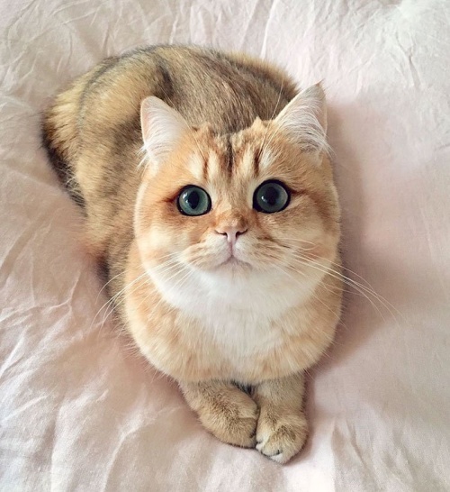 Кошка для Морозововой Валерии.jpg