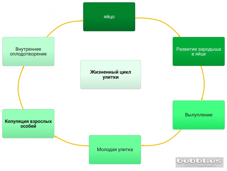Файл:Life-Cycle (3).jpg
