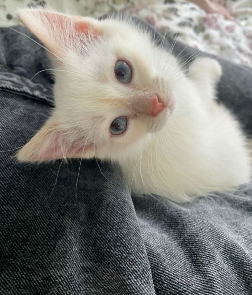 Файл:Белый котенок.jpg