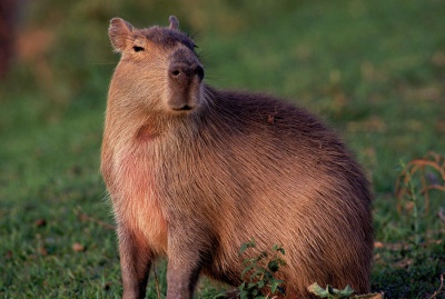 2-capybara-on-the-llanos-venezuela-robert-caputo.jpg