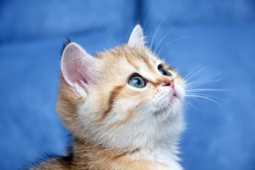 Котёнок Голубева.jpg