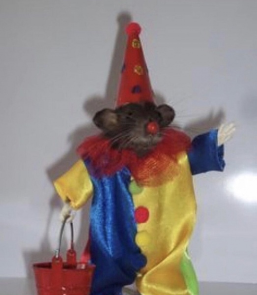 Файл:Милая маленькая крыска.jpg