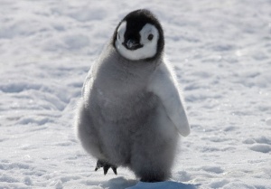 Пингвин Ёлхиной Светланы.jpg
