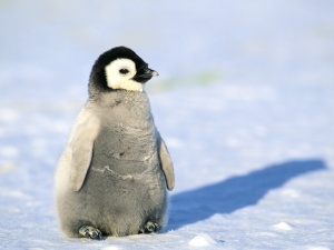 Пингвинксения сычева.jpg