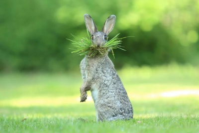Кроль кушает травку).jpg