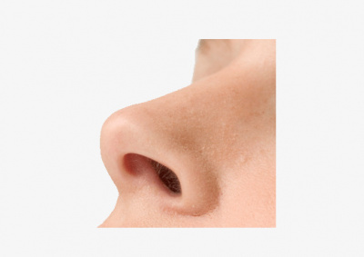 Нос для носовой алины.jpg