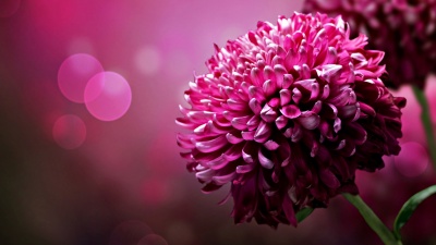 Nice-pink-flower-hd-desktop-wallpaper-widescreen.jpg