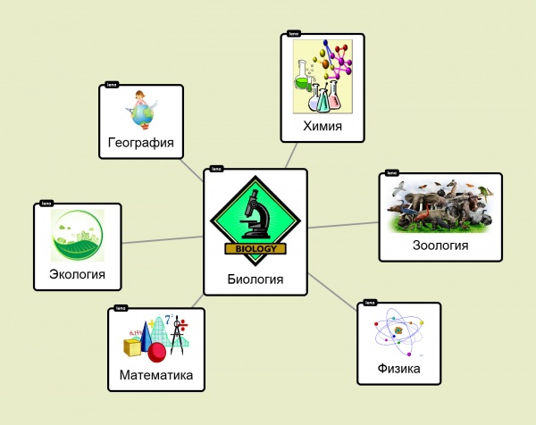 Схема взаимосвязи биологии с другими науками.jpg