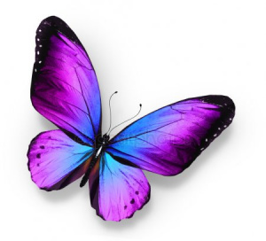 Papillon Блохина Юлия.jpg