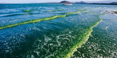 Пестициды проект Сохраним Мироавой океан вместе.jpg