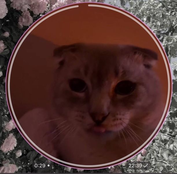 Файл:446eS Io6mo8AEnE6hxbDhPC03YE8w0Qn0ACP gJvKQGTmE9nnR7pX79h k91cRVf9lfZhbUkfUei8g1txBTtHC8.jpg