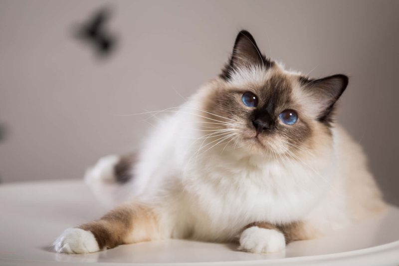Файл:Beautiful-birman-cat-lounging-at-home-bmr1hkf40c7hq616.jpg